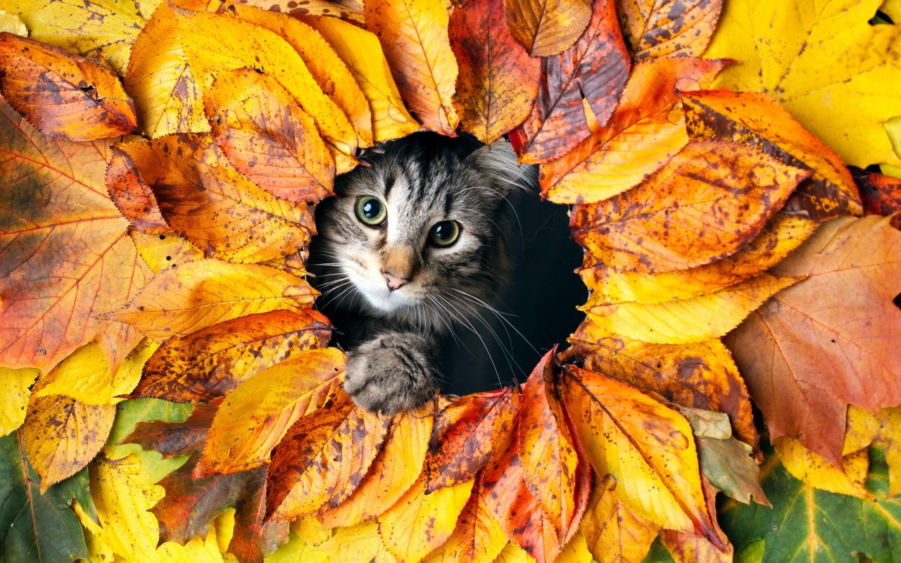 A gray cat peeps out of a hole in leaves