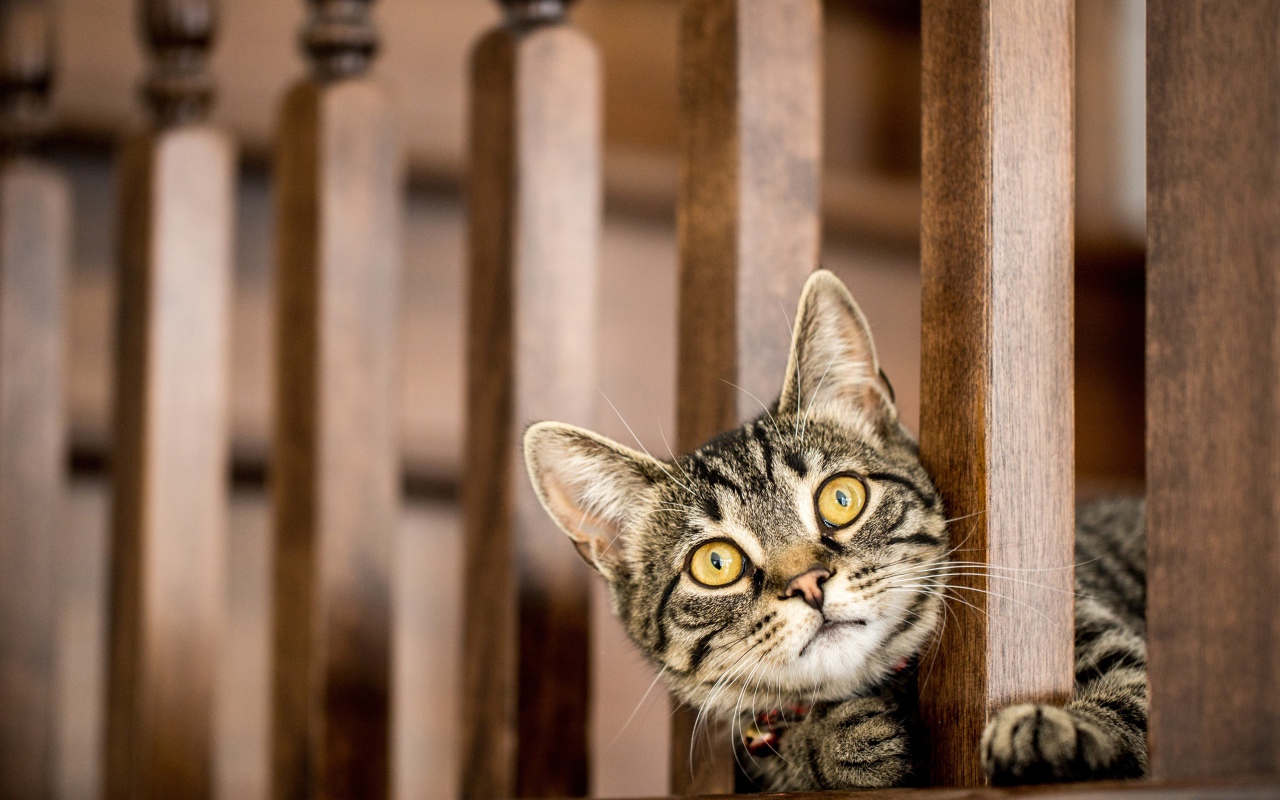 Серый кот с желтыми глазами выглядывает у перил 