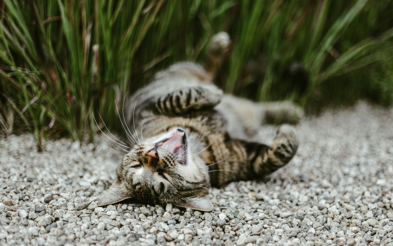 Серый зевающий кот лежит на гальке в саду