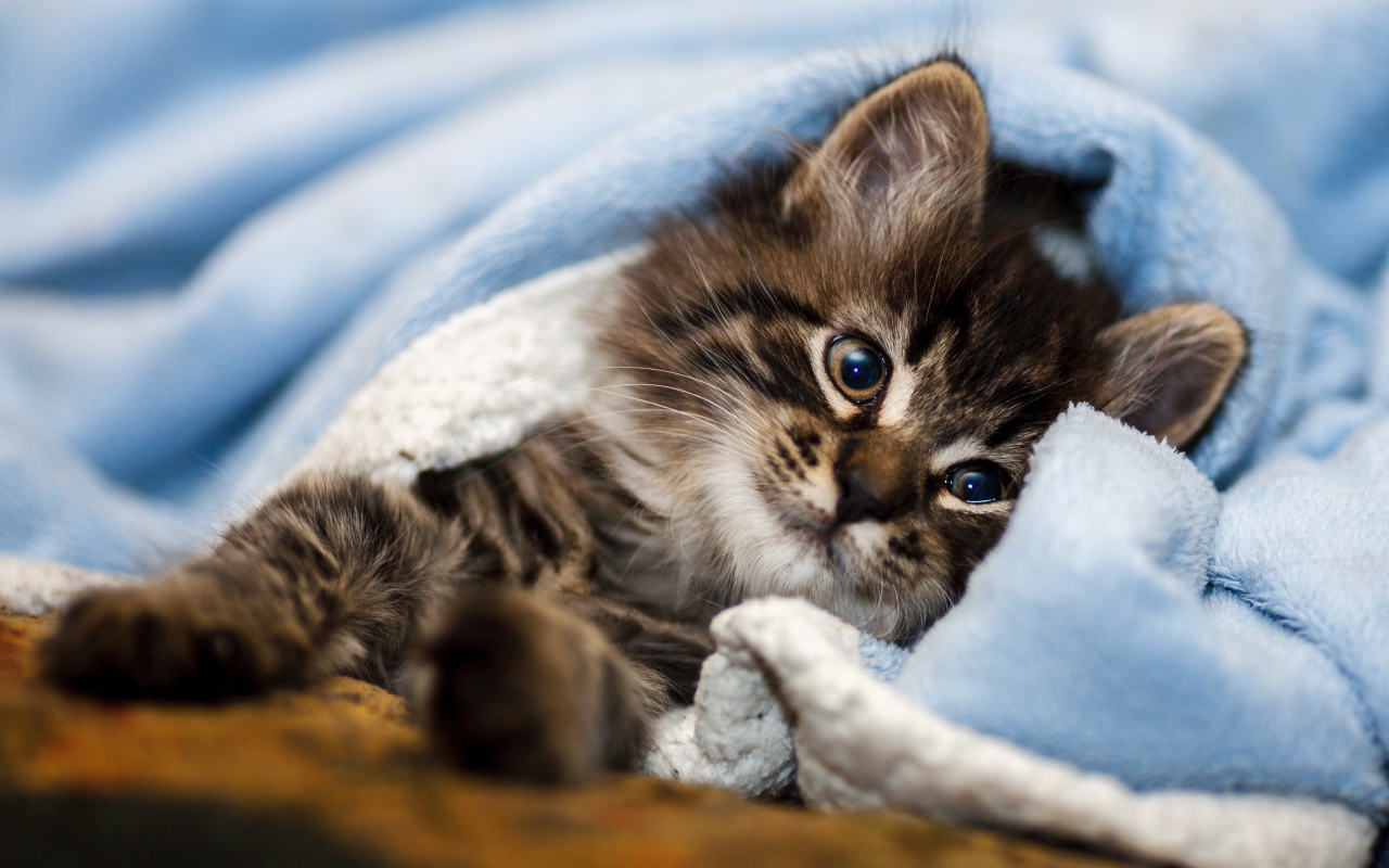 Породистый серый котенок лежит под голубым покрывалом 