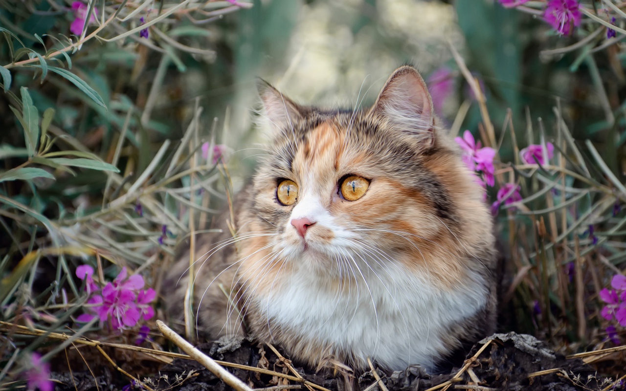 Пустая испуганная кошка сидит в траве с розовыми цветами