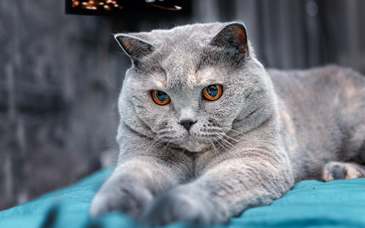 Пепельный британский кот с карими глазами на кровати