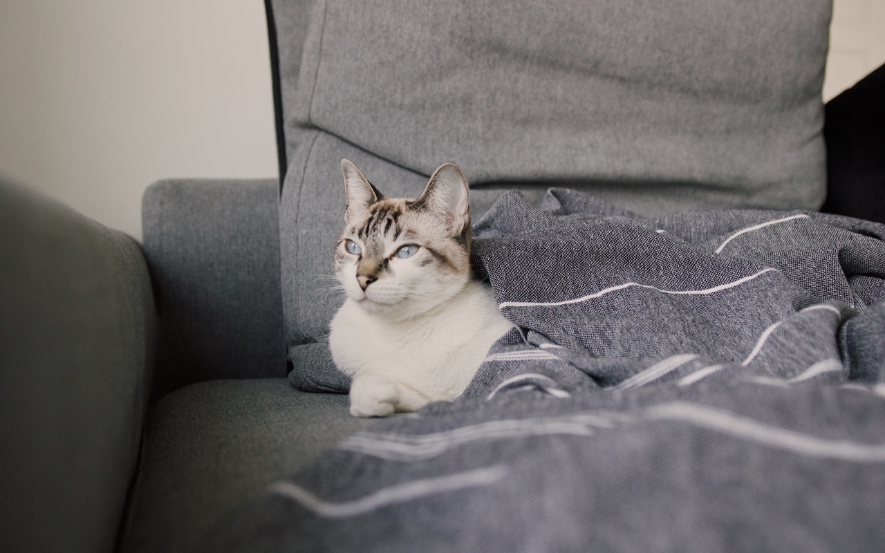 Красивая голубоглазая кошка лежит под одеялом
