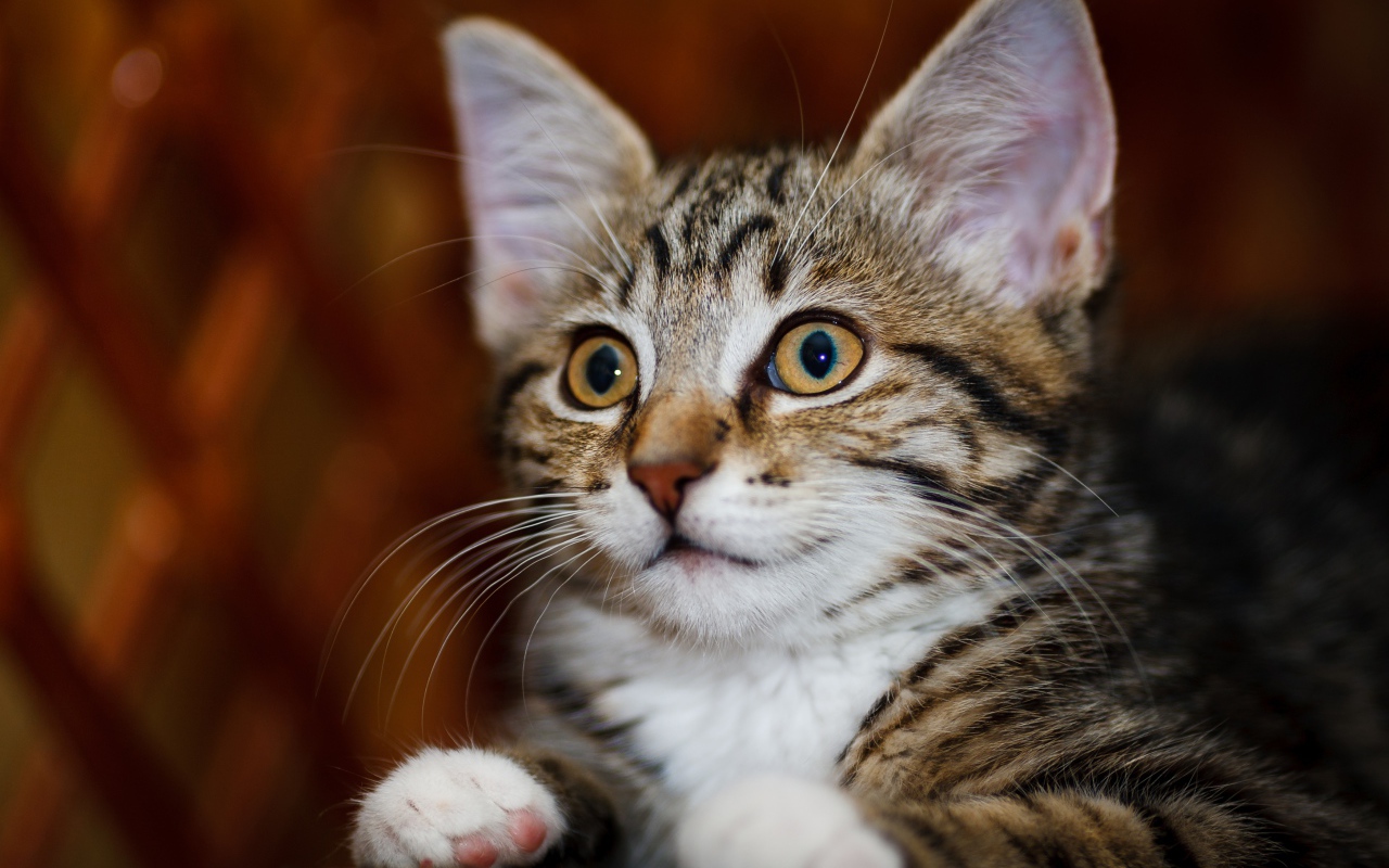 Красивый серый котенок с белыми пятнами 