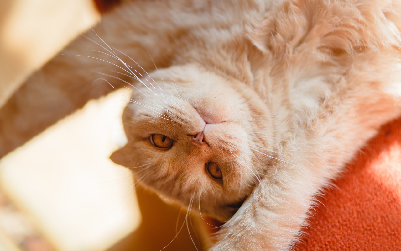 Красивый рыжий кот лежит лапами вверх