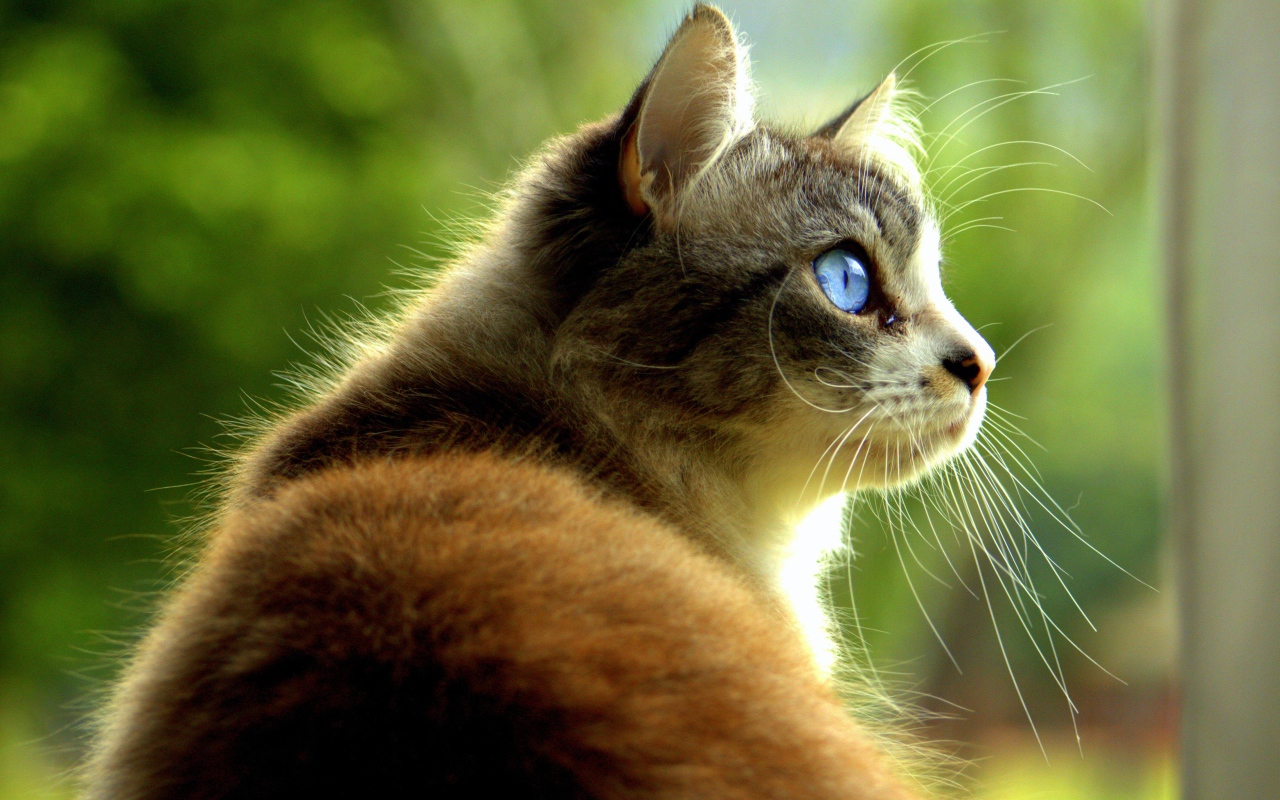 Большой кот с голубыми глазами 