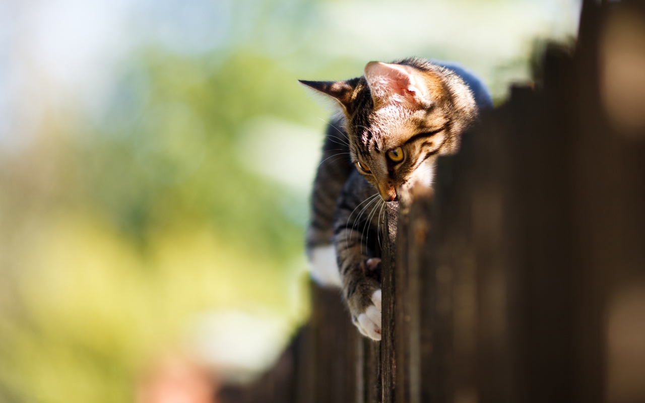 Большой серый кот лежит на заборе 