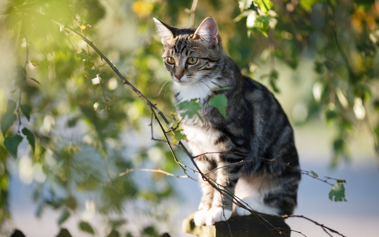 Большой серый кот сидит на заборе у дерева