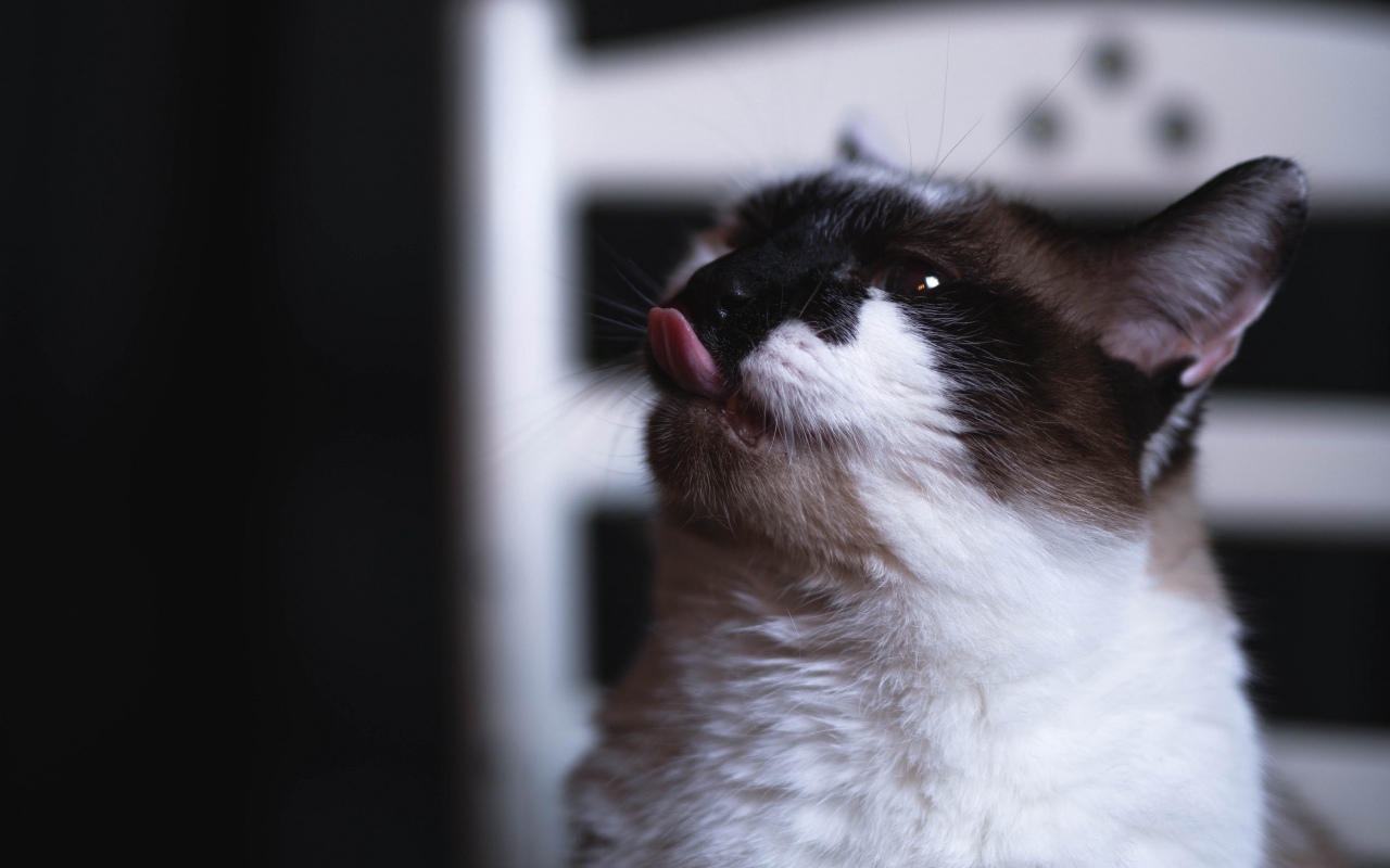 Черно белый кот с высунутым языком