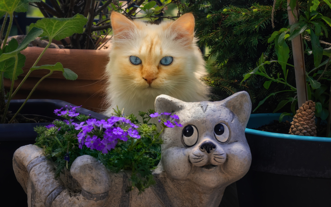 Голубоглазый рыжий кот прячется за садовой фигурой 