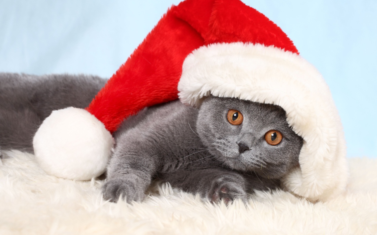 Британский кот в шапке Санта Клауса лежит на кровати 
