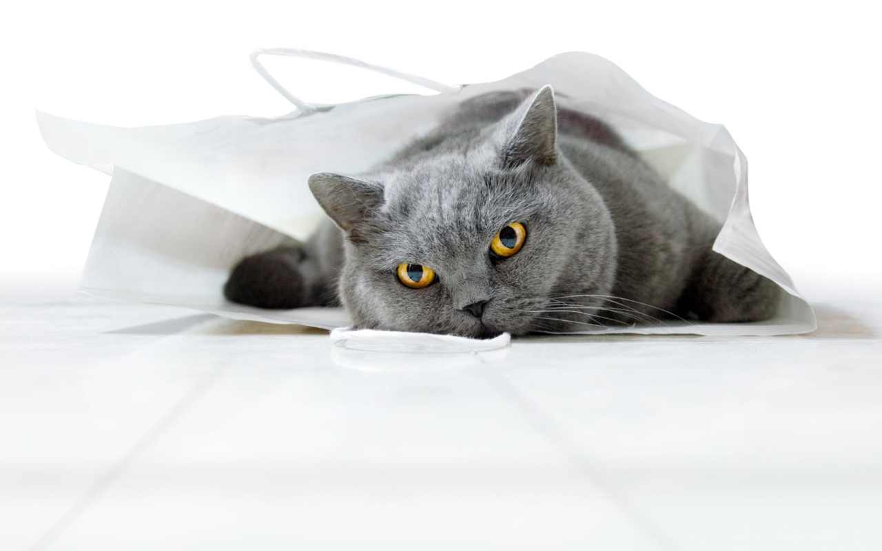 Британский кот лежит в белом пакете 