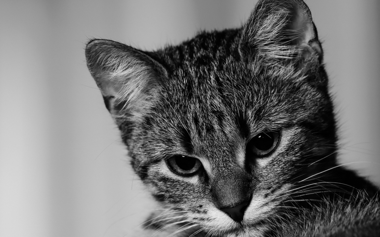 Морда серого котенка крупным планом