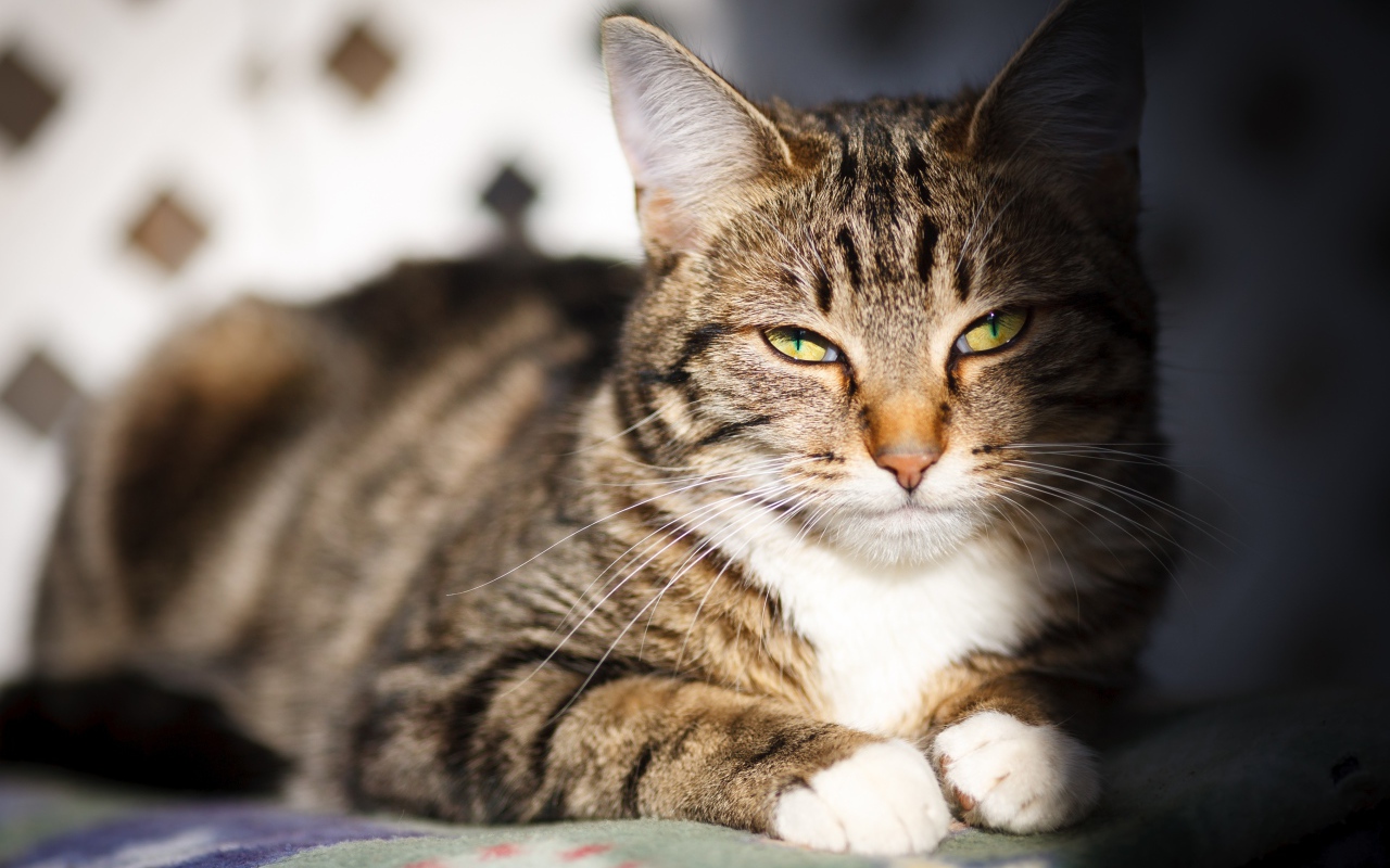 Довольный серый кот в лучах солнца