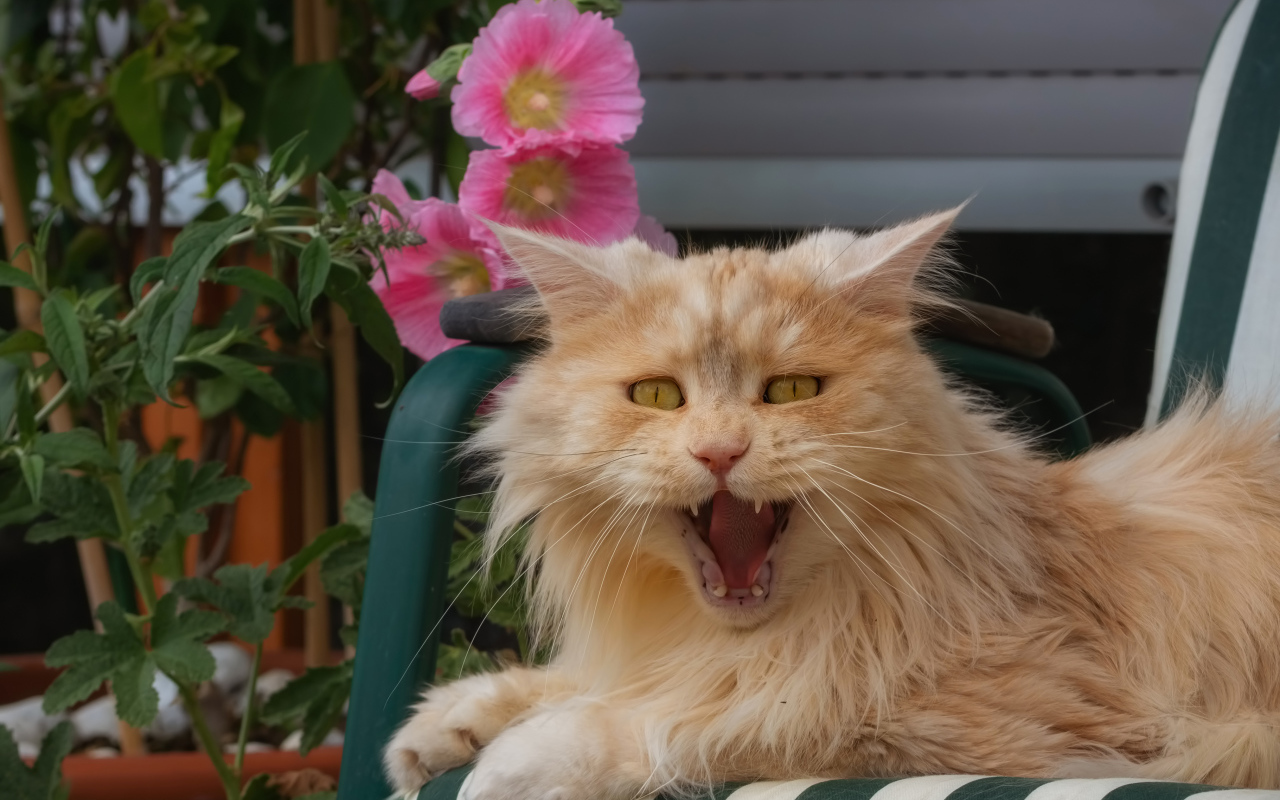 Fluffy ginger cat yawns in a chair