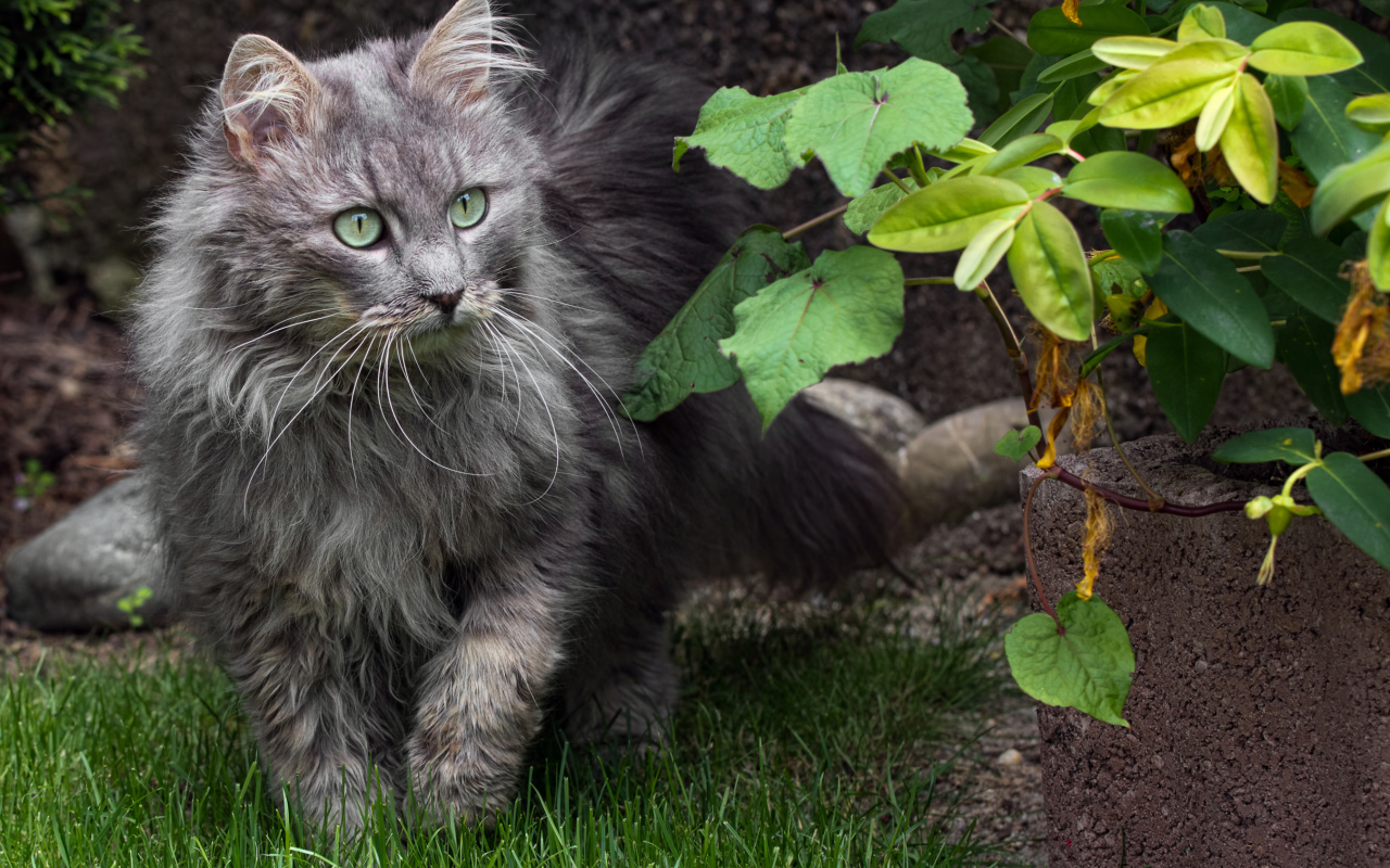 Пушистый серый кот идет по зеленой траве 