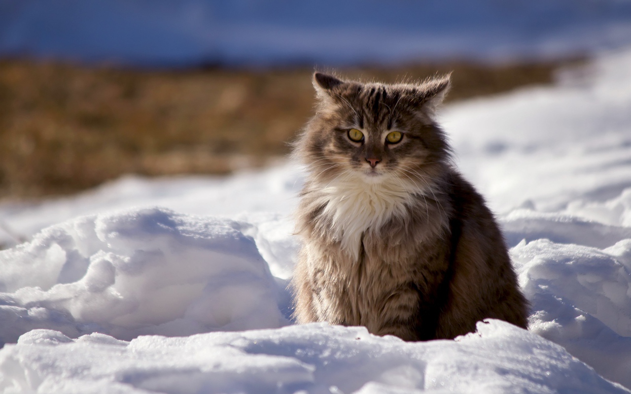 Пушистый серый кот сидит на снегу зимой