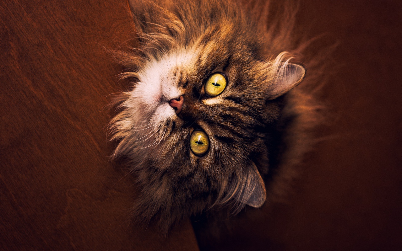 Пушистый серый кот с желтыми глазами смотрит вверх