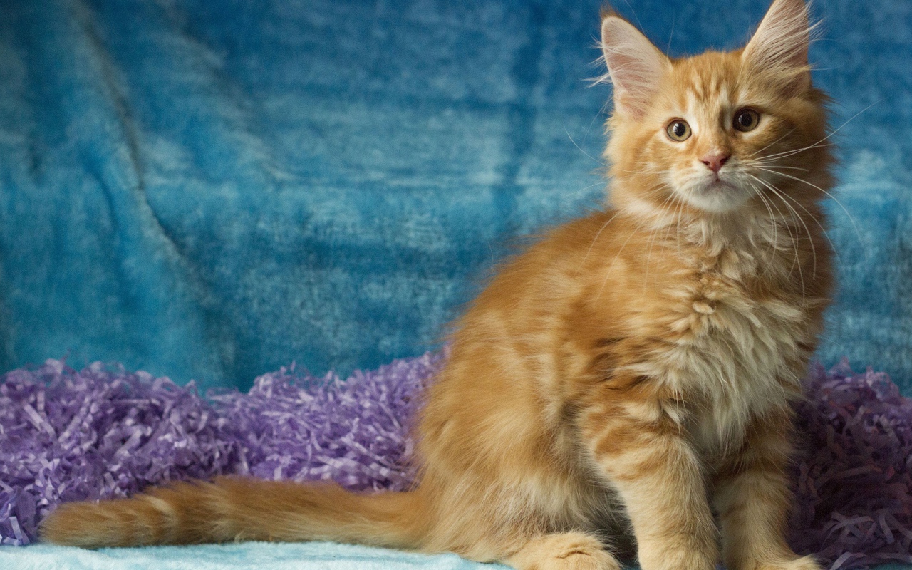 Пушистый рыжий котенок мейн кун на голубом фоне