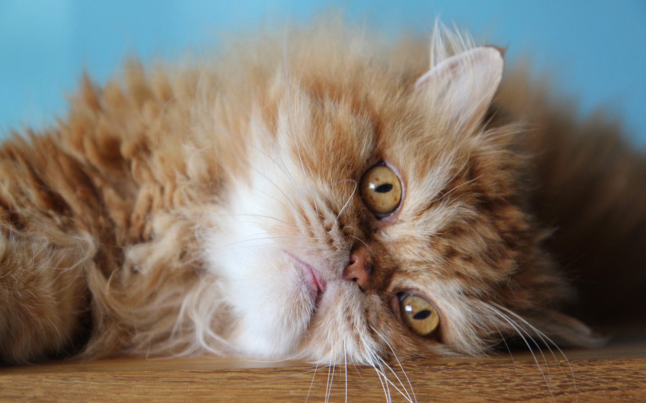 Пушистый рыжий персидский кот лежит на полу