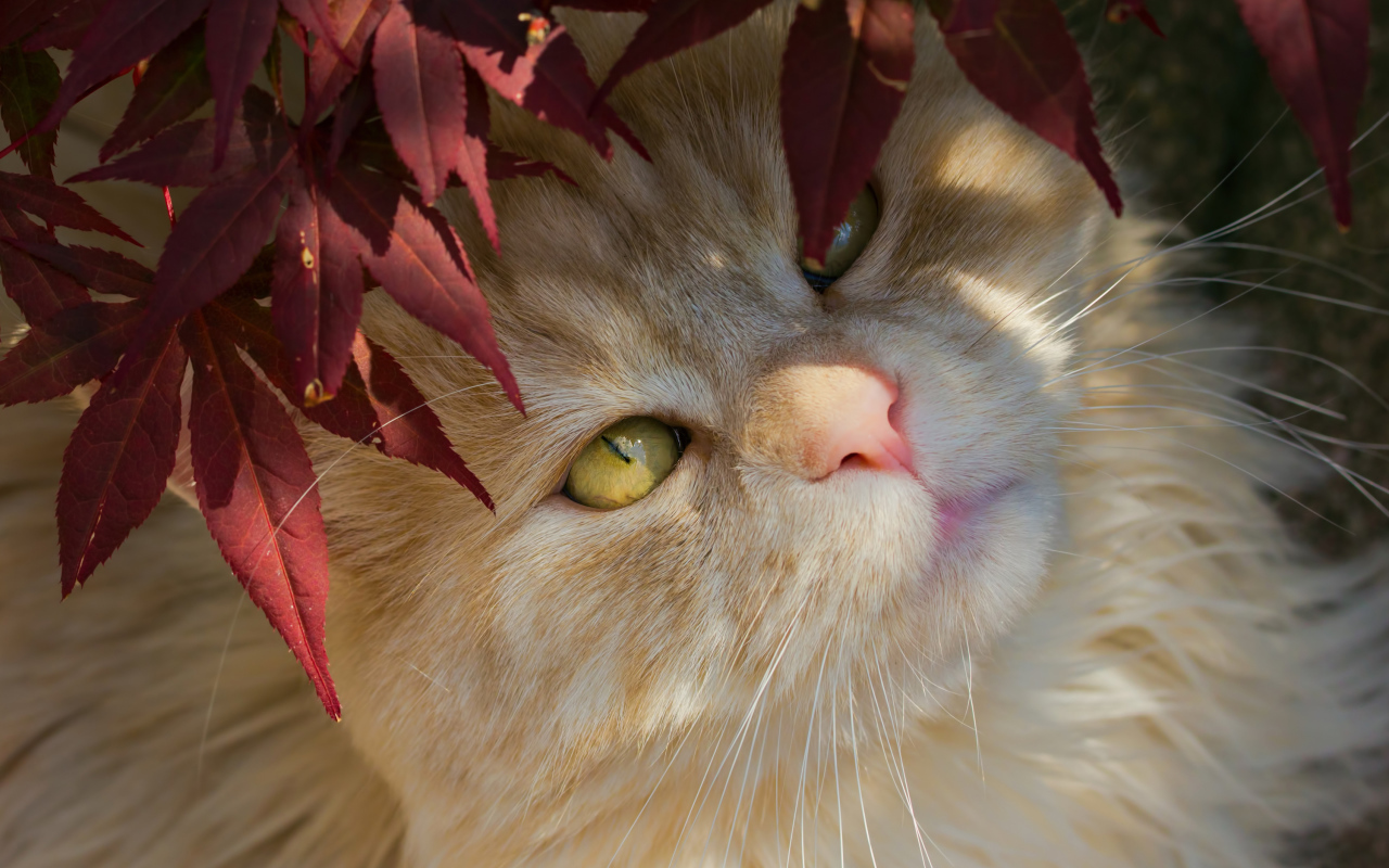 Ginger cat with yellow eyes in red leaves