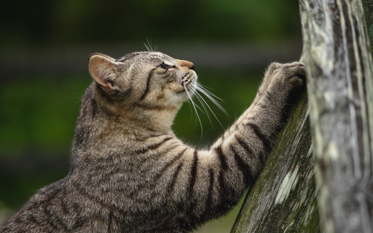 Серый кот точит когти об дерево 