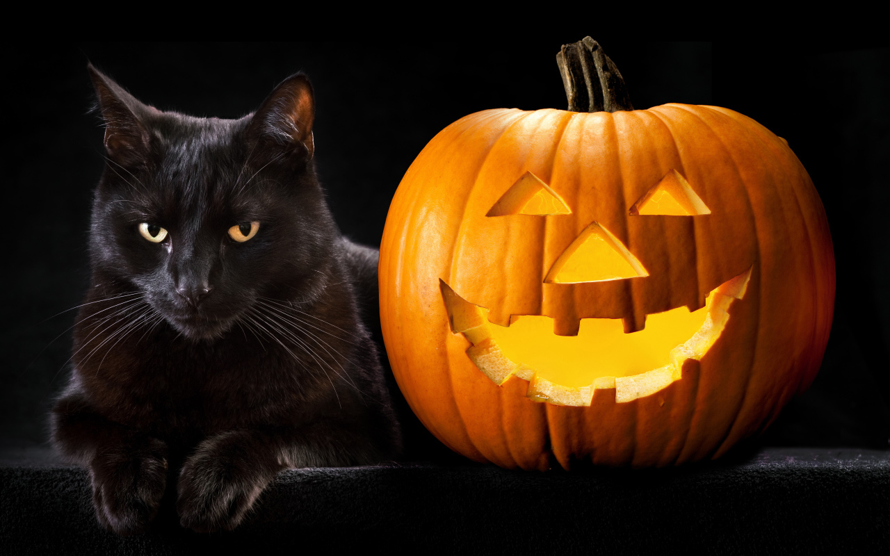 Halloween black cat with pumpkin
