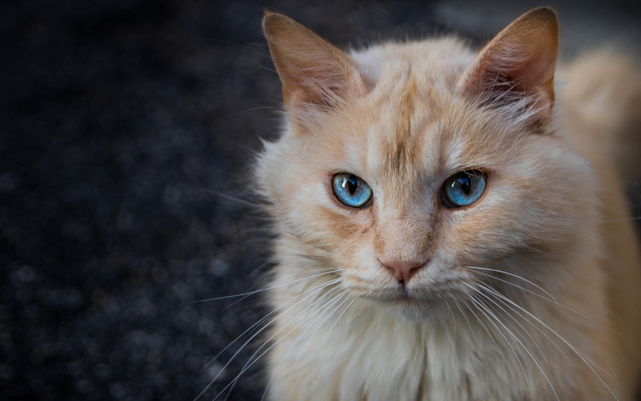 Морда рыжего голубоглазого кота крупным планом
