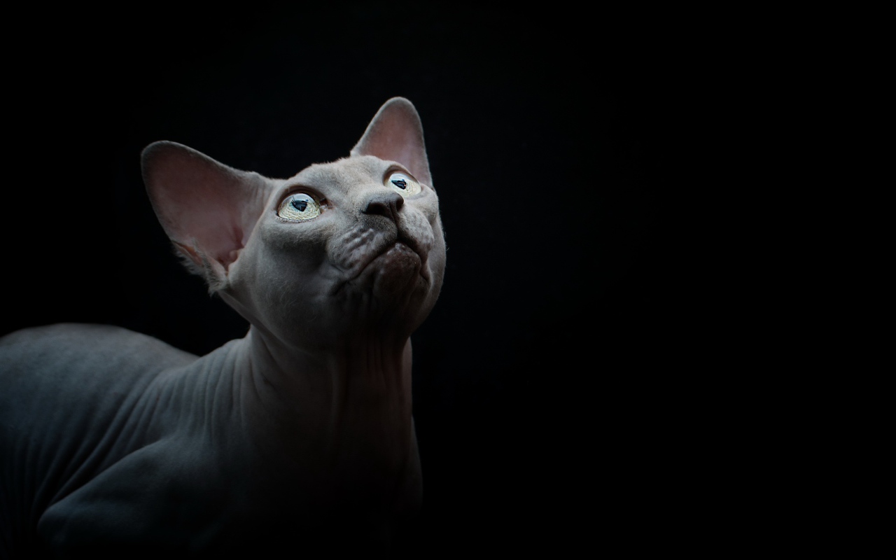 Породистый кот породы сфинкс на черном фоне