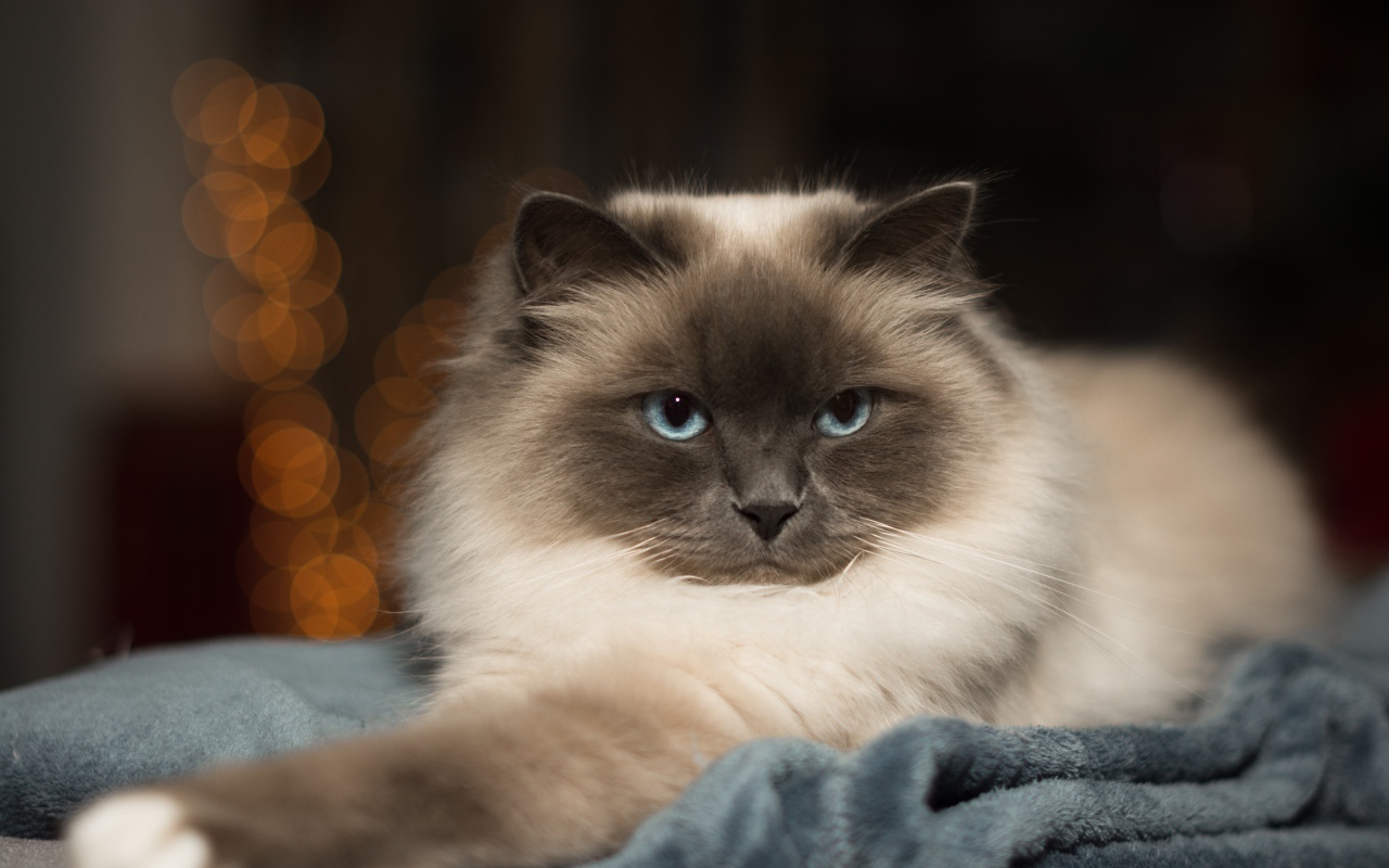 Породистый пушистый голубоглазый кот лежит на кровати