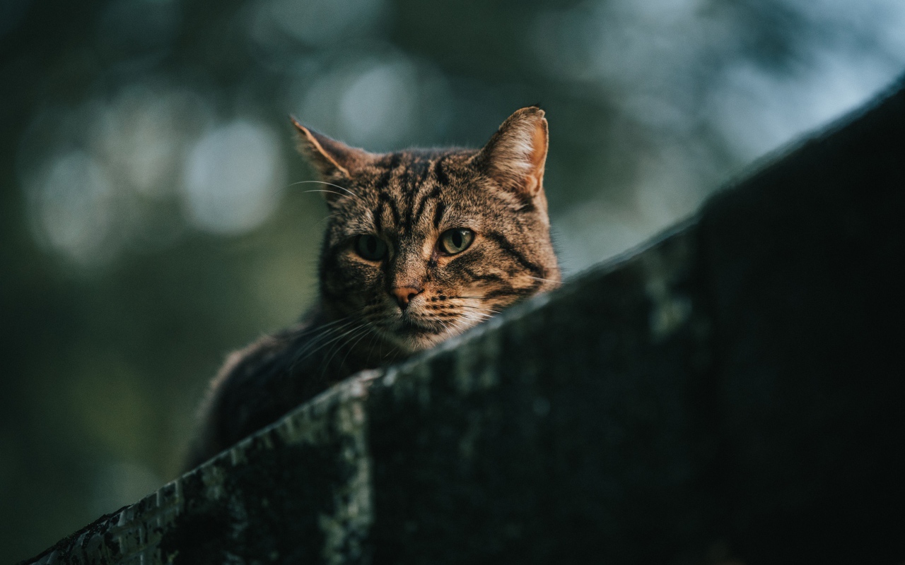 Грустный серый кот сидит на улице 