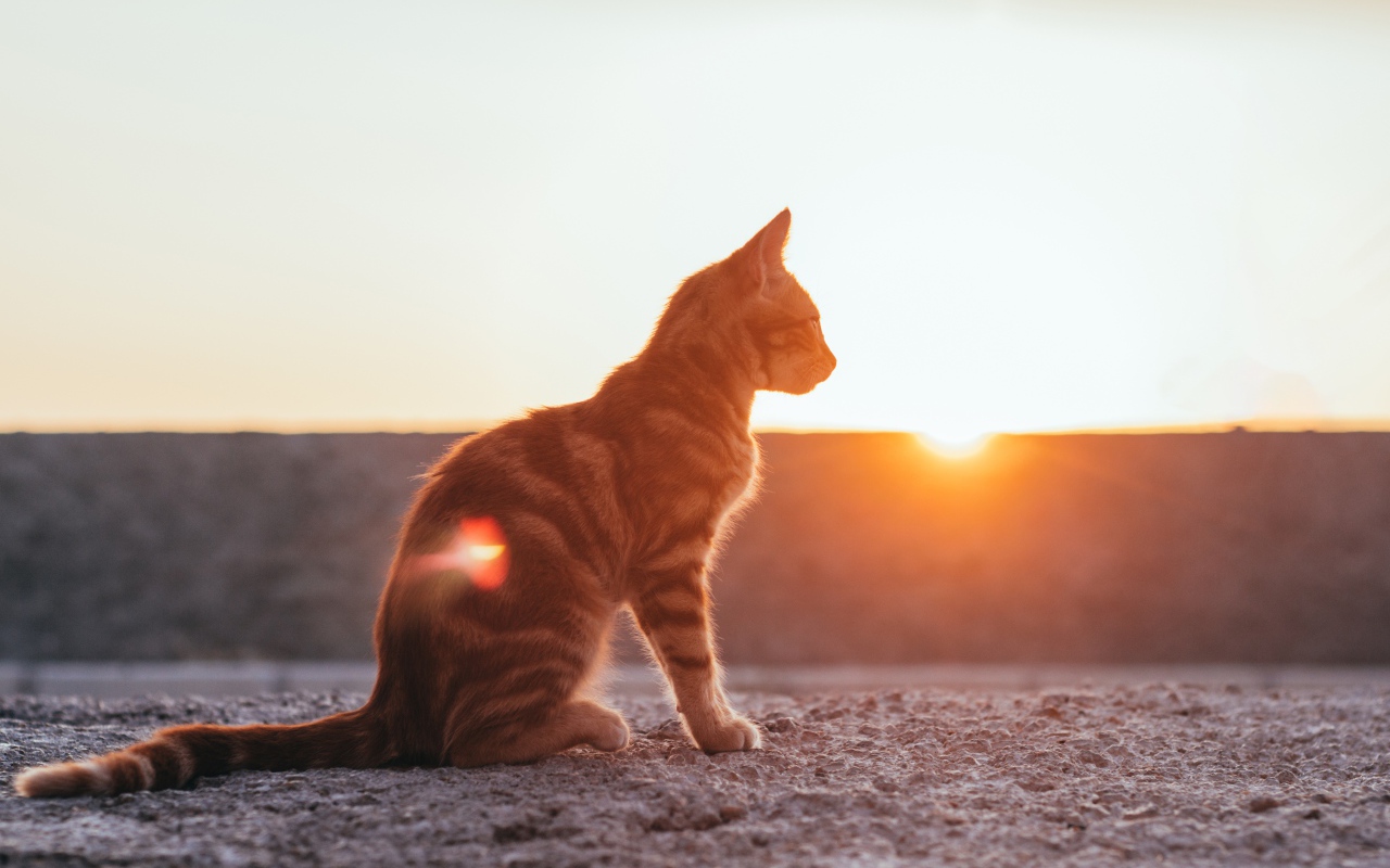 Полосатый серый кот в лучах солнца