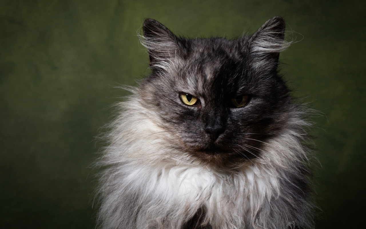 Грозный пушистый кот с желтыми глазами