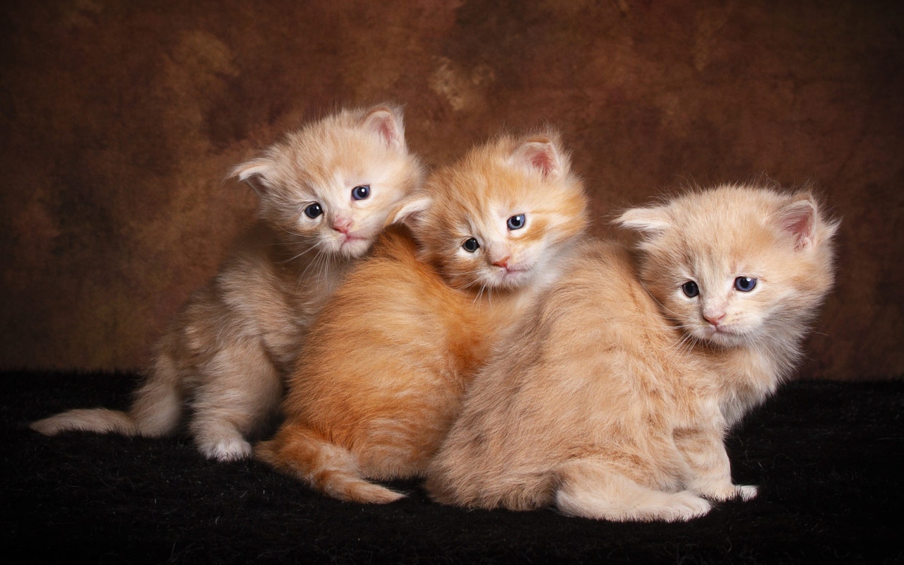Три маленьких пушистых рыжих котенка 