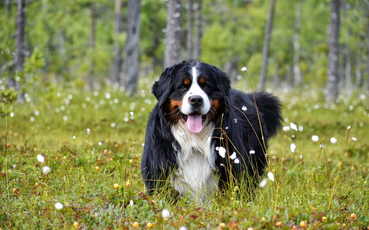 Bernese Mountain Dog with protruding tongue on green grass