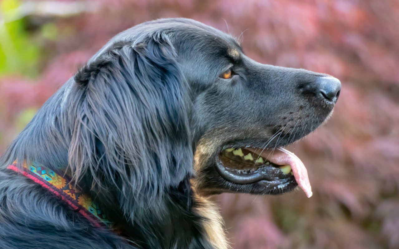 Большая черная собака с высунутым языком