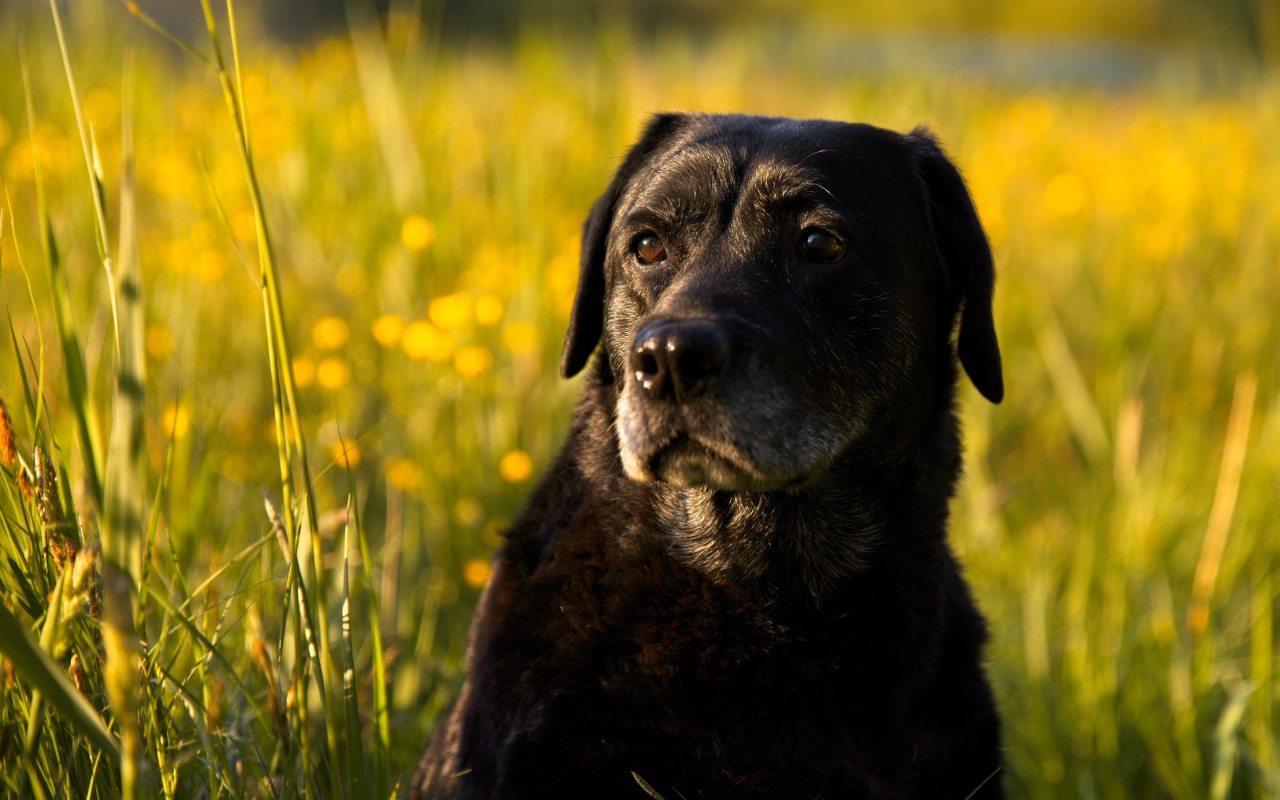 Большой черный лабрадор сидит в зеленой траве