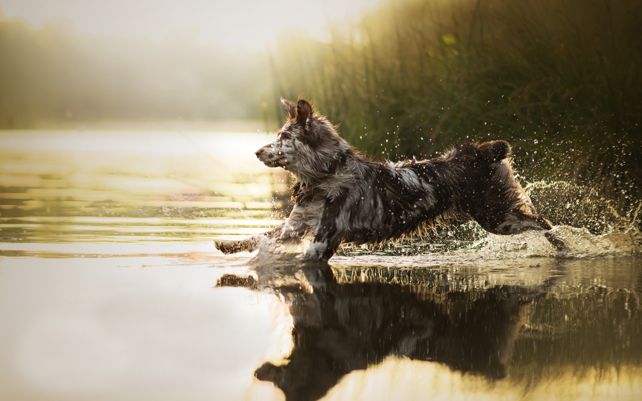 Большая собака бежит по воде 