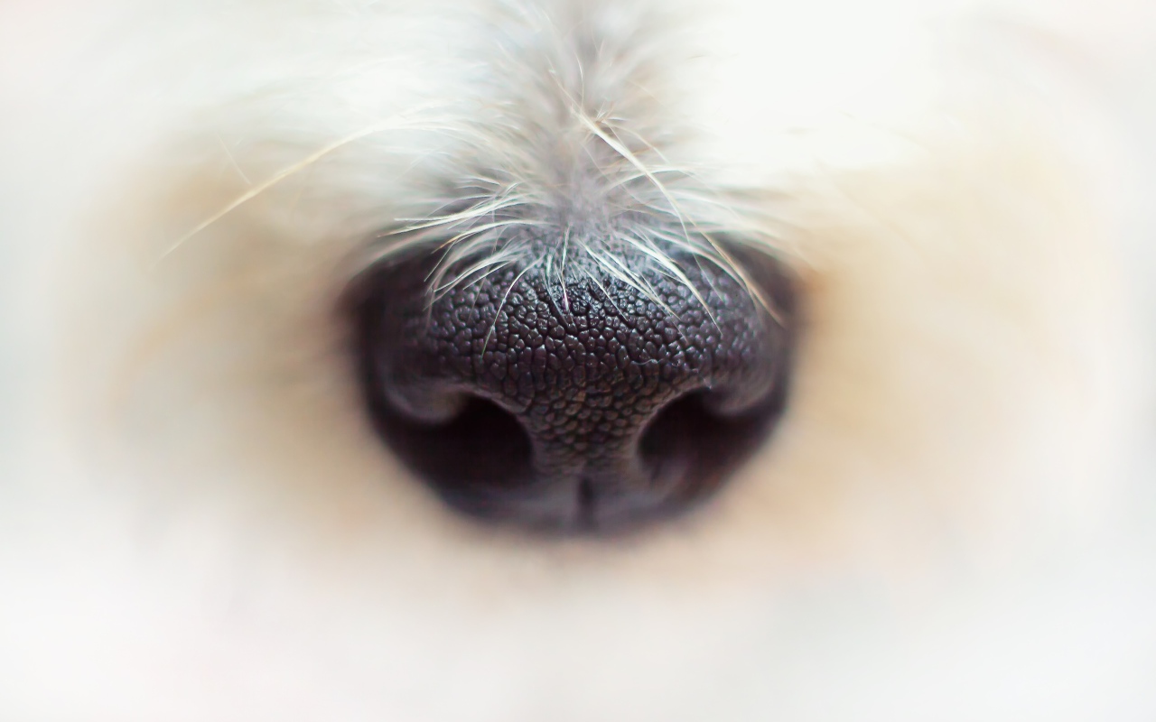 Черный нос собаки крупным планом