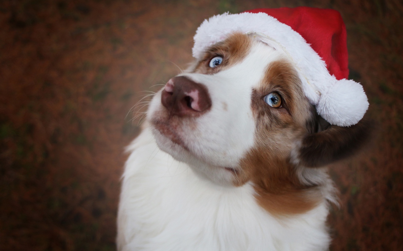 Голубоглазая австралийская овчарка в новогодней шапке 