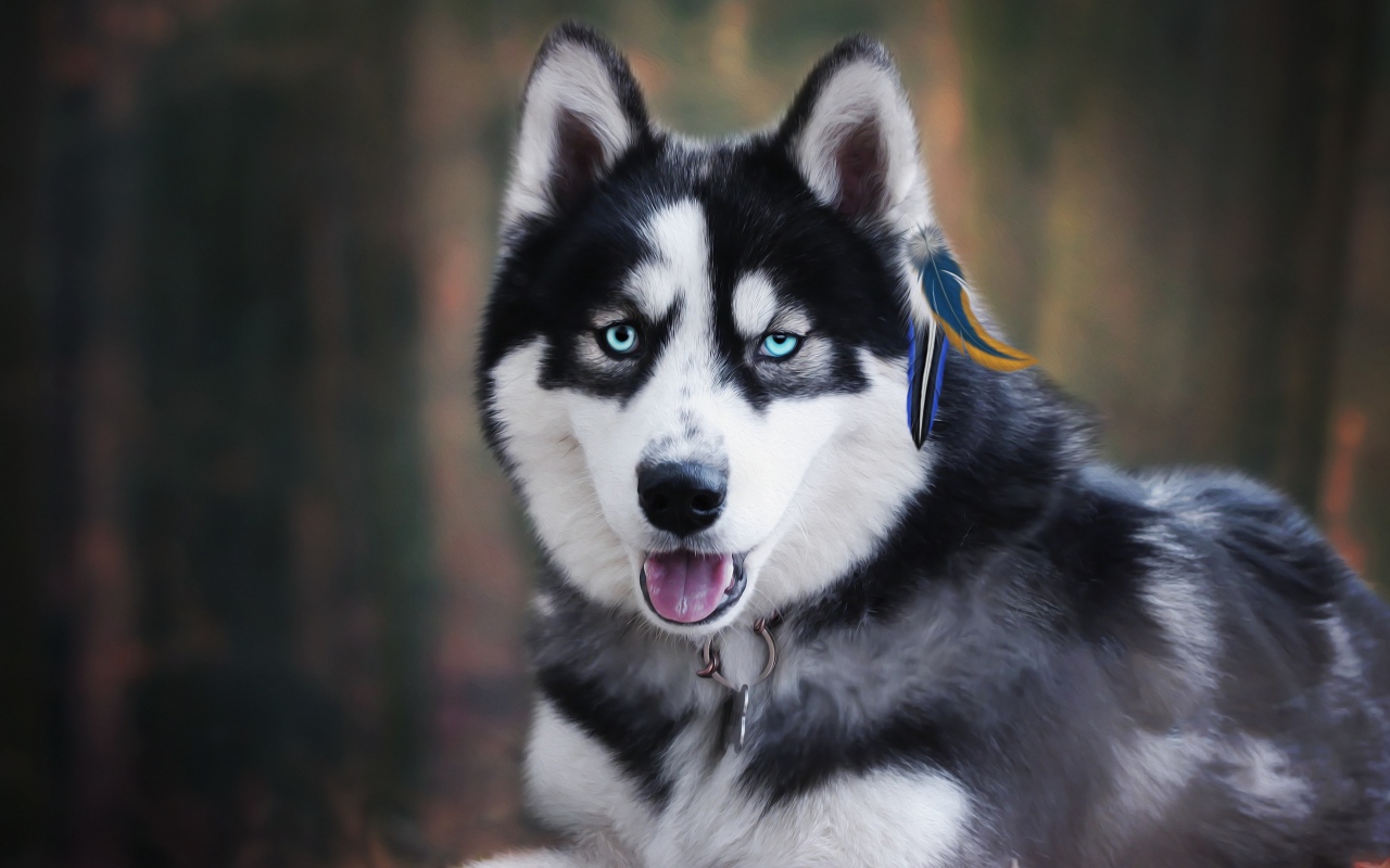 Голубоглазый хаски с высунутым языком