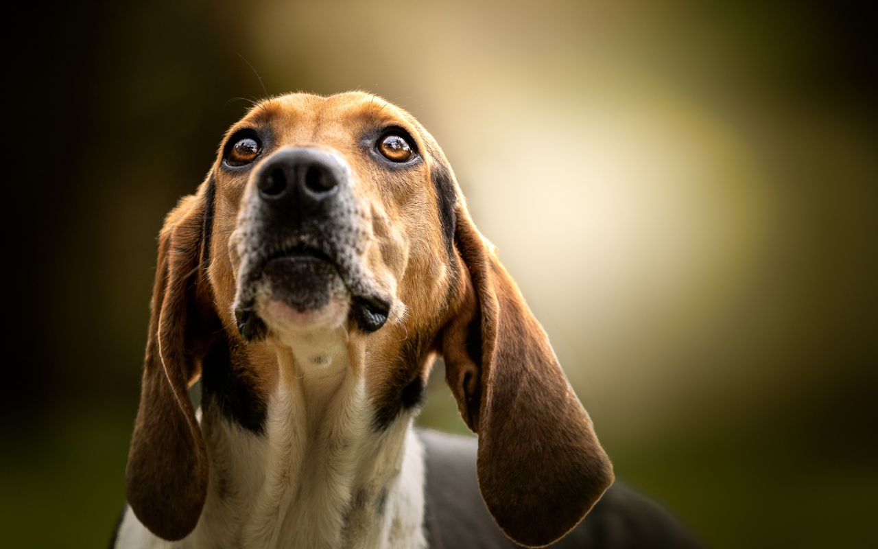 Умный пес породы бигль смотрит на хозяина