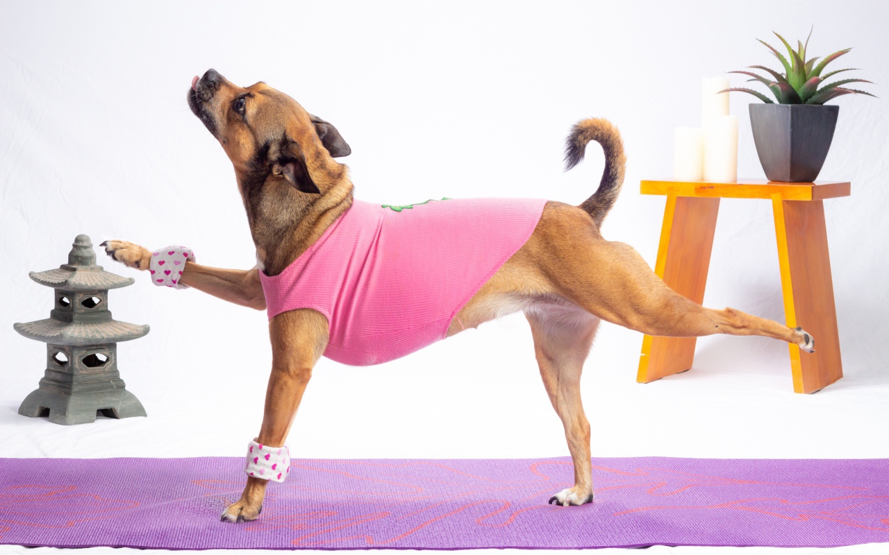 Собака в костюме занимается фитнесом 