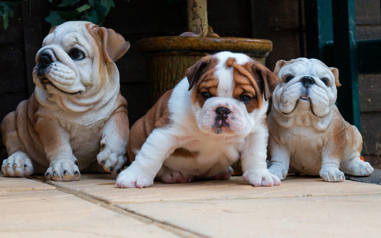 Щенок английского бульдога с садовыми фигурами