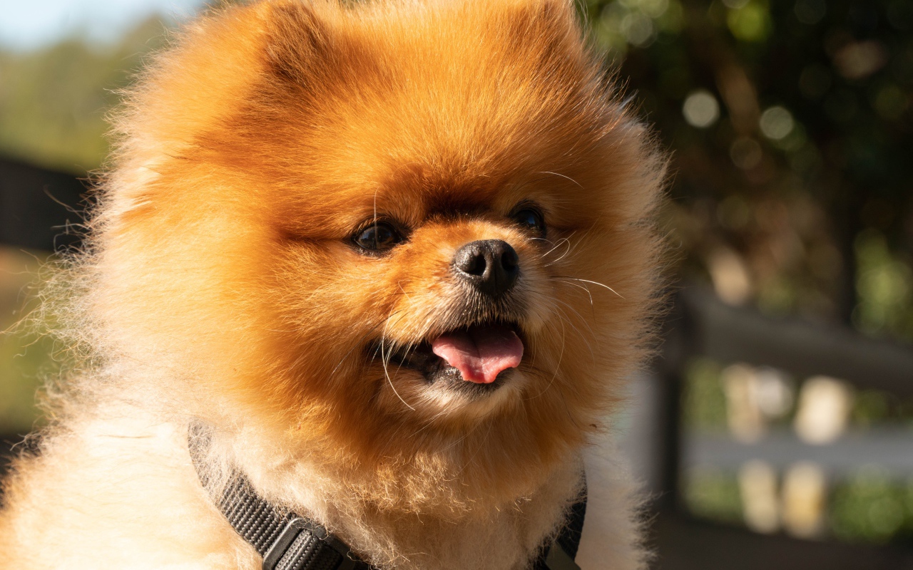 Пушистый померанский шпиц с высунутым языком