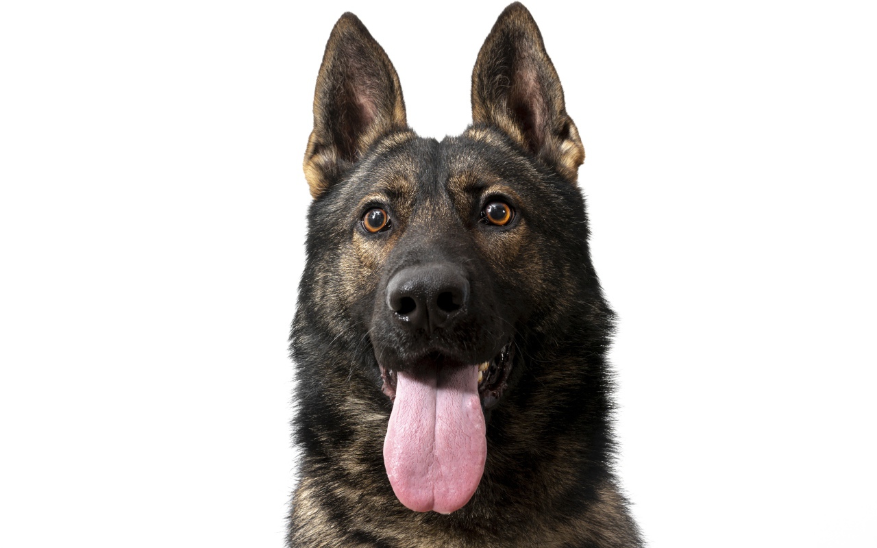 Немецкая овчарка  с высунутым языком
