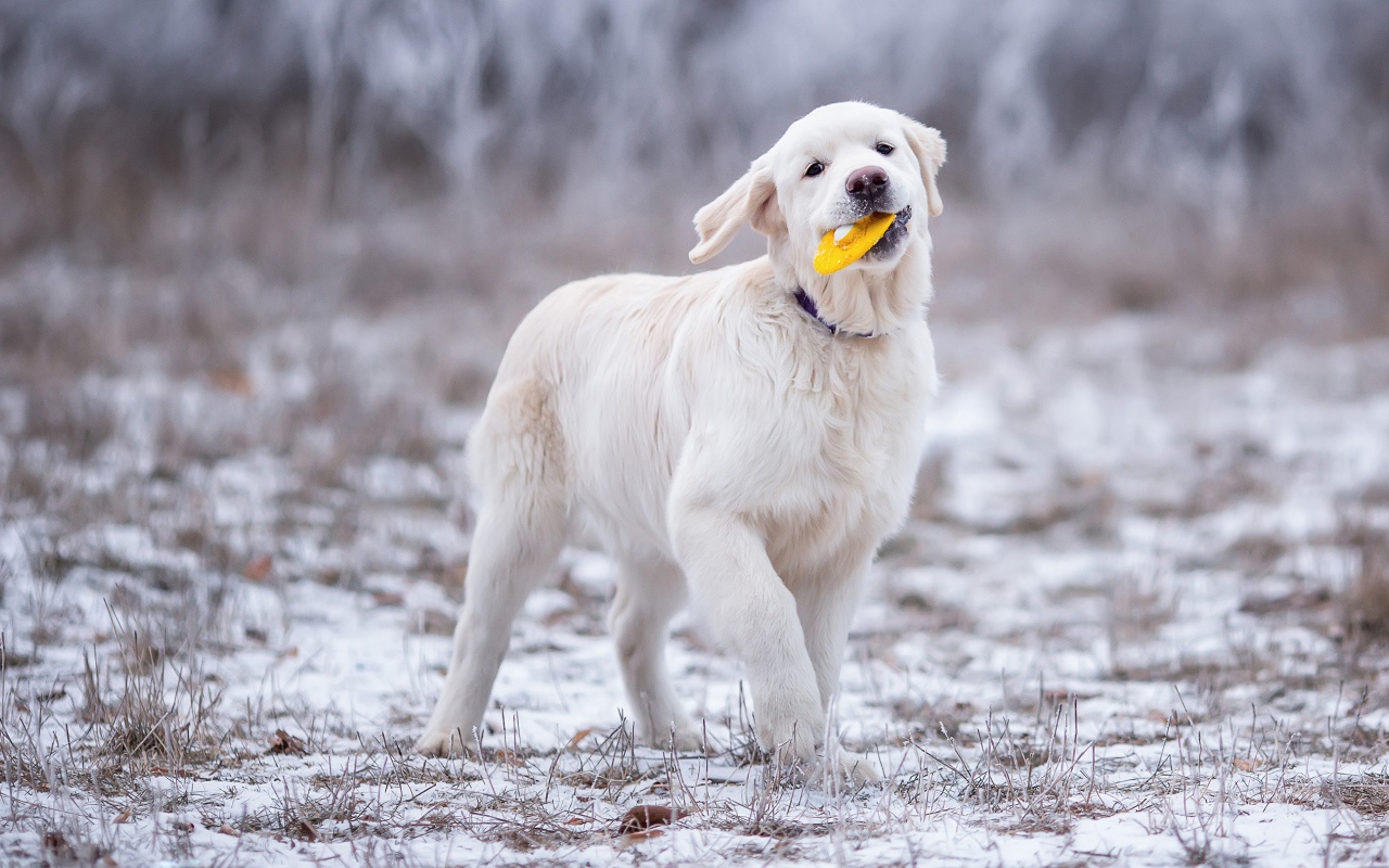Золотистый ретривер играет играет на траве зимой
