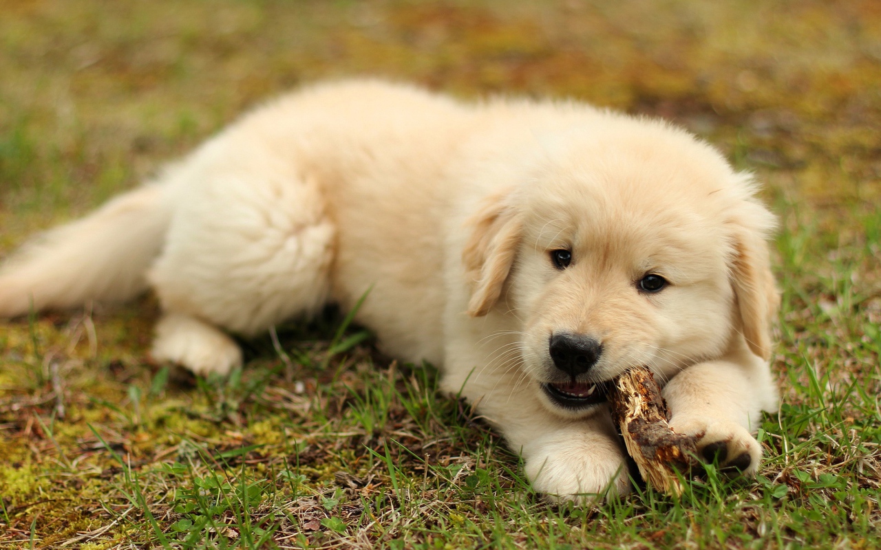 Щенок золотистого ретривера грызет палку на траве