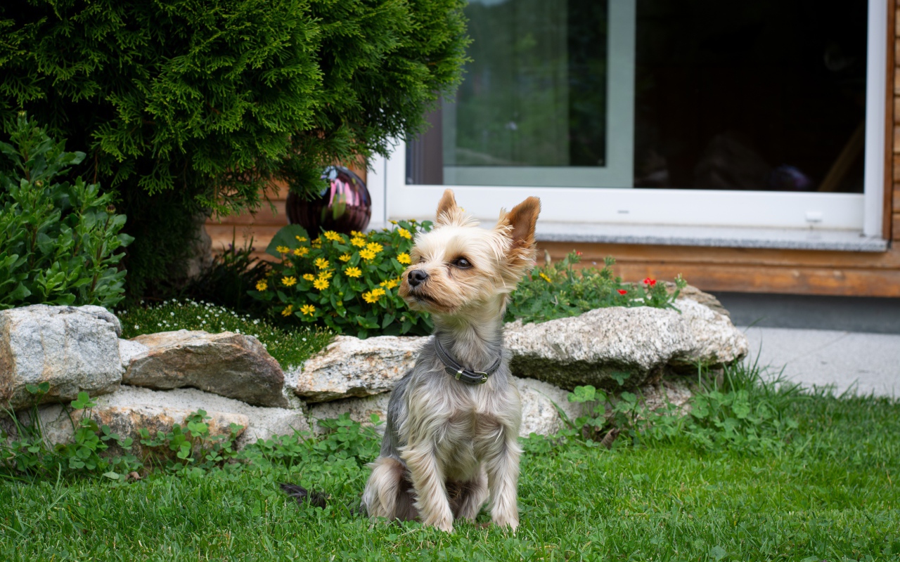 Маленький йоркширский терьер сидит на зеленой траве