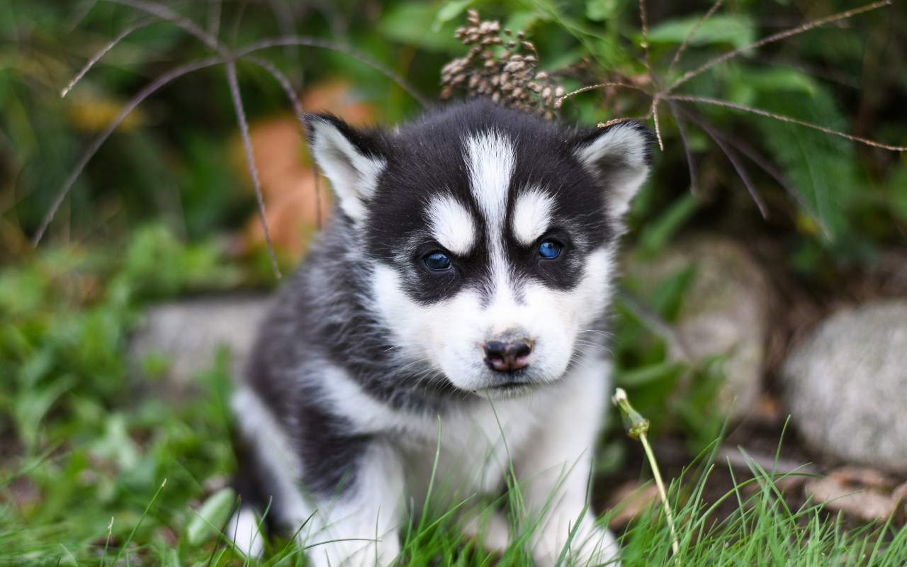 Маленький черно - белый щенок хаски сидит на траве